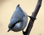 پرنده نگری در ایران - کمر کولی درختی(جنگلی)