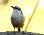 پرنده نگری در ایران - کمر کلی کوچک