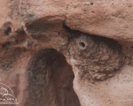 پرنده نگری در ایران - لانه کمرکولی کوچک