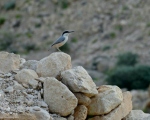 پرنده نگری در ایران - کمرکلی بزرگ