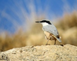 پرنده نگری در ایران - Eastern Rock Nuthatch