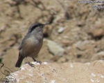 پرنده نگری در ایران - کمرکلی بزرگ