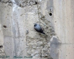 پرنده نگری در ایران - دیوار خزک - Wallcrewper