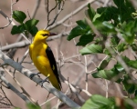 پرنده نگری در ایران - Golden Oriole