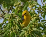 پرنده نگری در ایران - پری شاهرخ