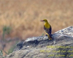 پرنده نگری در ایران - پری شاهرخ ( Golden Oriole)