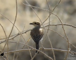 پرنده نگری در ایران - سنگ چشم پشت سرخ