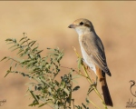 پرنده نگری در ایران - سنگ چشک دم سرخ