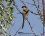 پرنده نگری در ایران - long-tailed shrike-1