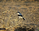 پرنده نگری در ایران - سنگ چشم استپی