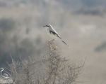 پرنده نگری در ایران - سنگ چشم خاکستری بزرگ