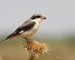پرنده نگری در ایران - سنگ چشم خاکستری استپی Steppe grey shrike