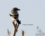 پرنده نگری در ایران - سنگ چشم خاکستری(جنوبی)