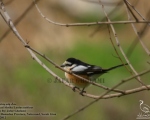 پرنده نگری در ایران - Masked Shrike