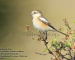 پرنده نگری در ایران - Masked Shrike
