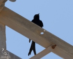 پرنده نگری در ایران - Black Drongo