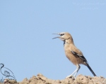 پرنده نگری در ایران - زاغ بور