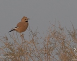 پرنده نگری در ایران - زاغ بور ایرانی
