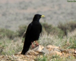 پرنده نگری در ایران - زاغ نوک زرد