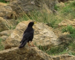 پرنده نگری در ایران - زاغ نوک زرد