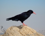 پرنده نگری در ایران - زاغ نوک سرخ