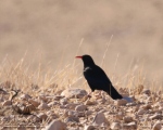 پرنده نگری در ایران - کلاغ نوک سرخ