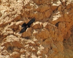 پرنده نگری در ایران - زاغ نوک سرخ