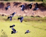 پرنده نگری در ایران - کلاغ گردن بور
