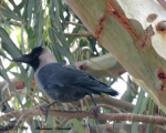 پرنده نگری در ایران - کلاغ هندی - House Crow