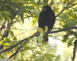 پرنده نگری در ایران - کلاغ سیاه نابالغ