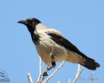 پرنده نگری در ایران - کلاغ