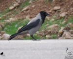 پرنده نگری در ایران - کلاغ ابلق