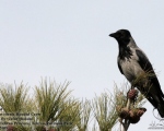 پرنده نگری در ایران - Hooded Crow