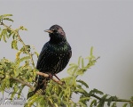 پرنده نگری در ایران - سار