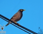 پرنده نگری در ایران - مینا