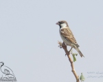 پرنده نگری در ایران - گنجشک