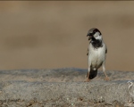 پرنده نگری در ایران - House Sparrow