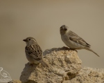 پرنده نگری در ایران - گنجشک