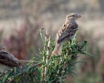 پرنده نگری در ایران - Pale Rock Sparrow