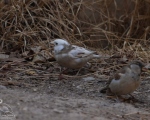 پرنده نگری در ایران - گنجشک با سفیدگرایی