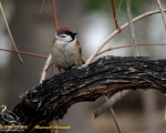 پرنده نگری در ایران - گنجشک درختی - Eurasian Tree Sparrow