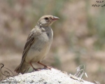 پرنده نگری در ایران - گنجشک خاکی