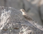 پرنده نگری در ایران - Pale Rockfinch