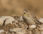 پرنده نگری در ایران - گنجشک کوهی