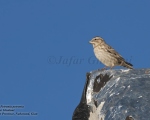 پرنده نگری در ایران - Rock Sparrow