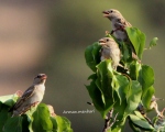 پرنده نگری در ایران - گنجشک کوهی (تشنه و گرمازده)