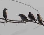 پرنده نگری در ایران - مونیای هندی
