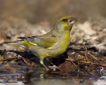 پرنده نگری در ایران - male Green finch