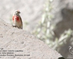 پرنده نگری در ایران - Common Linnet