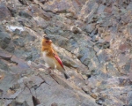 پرنده نگری در ایران - سهر بال قرمز ( سرخ )